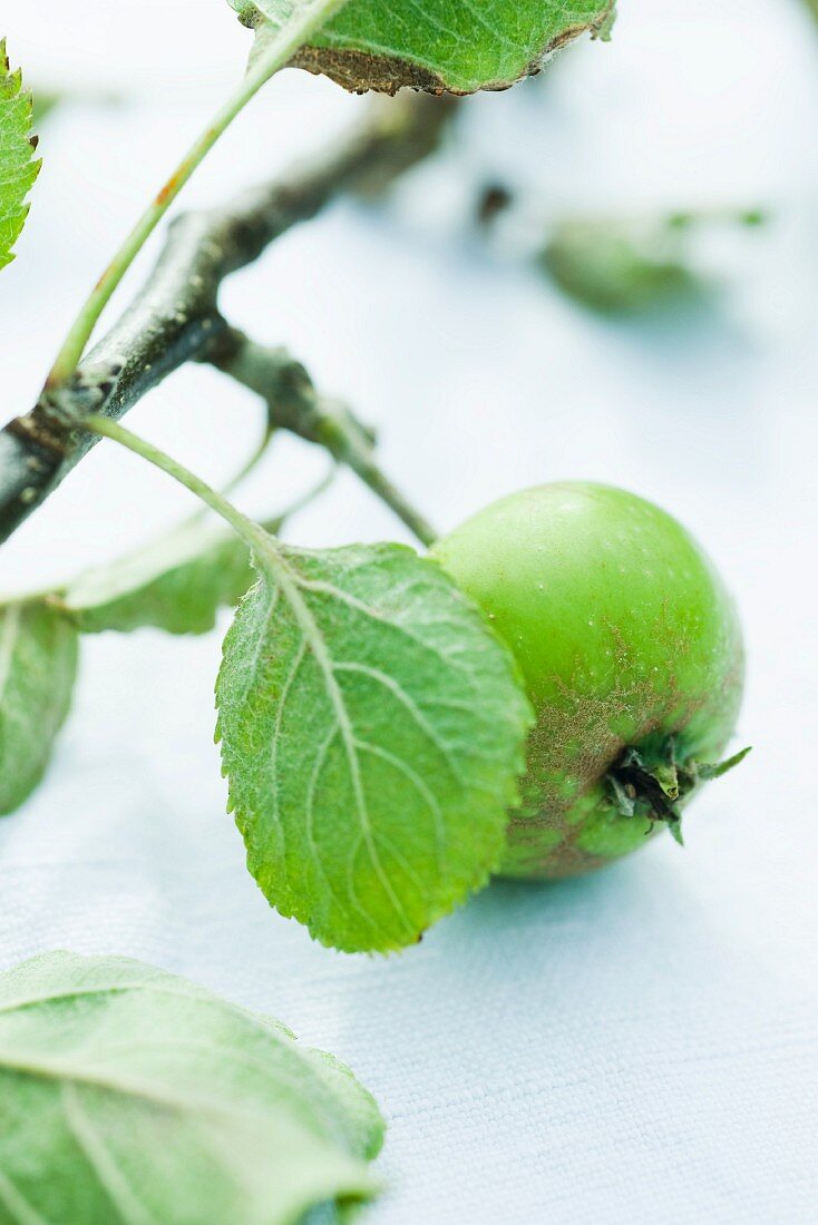 Grüner Bio-Apfel am Zweig