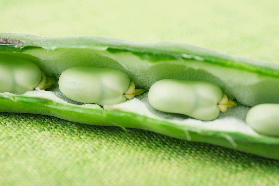 Broad bean split open to reveal beans, close-up
