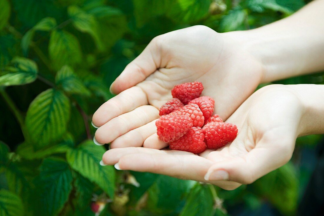 Hände halten frische Himbeeren