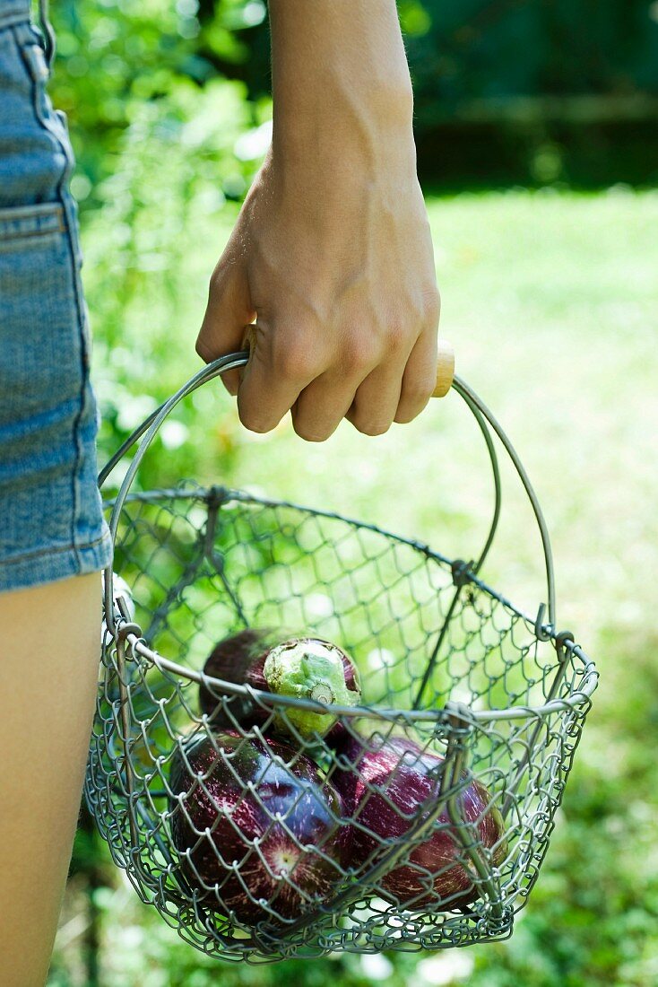Hand holding wire basket containing eggplant