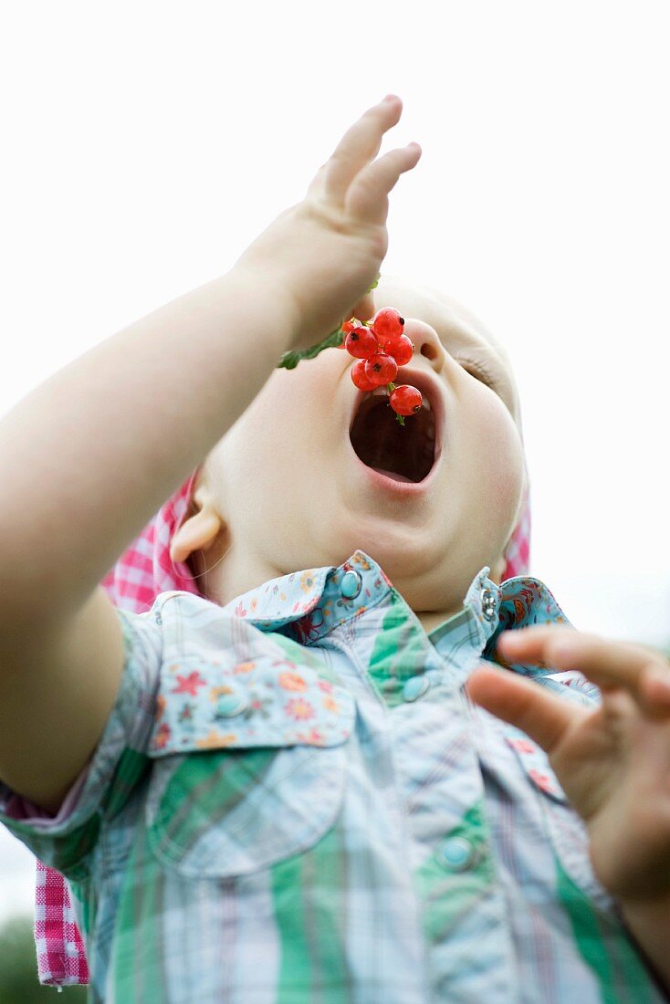 Kleines Mädchen isst rote Johannisbeeren