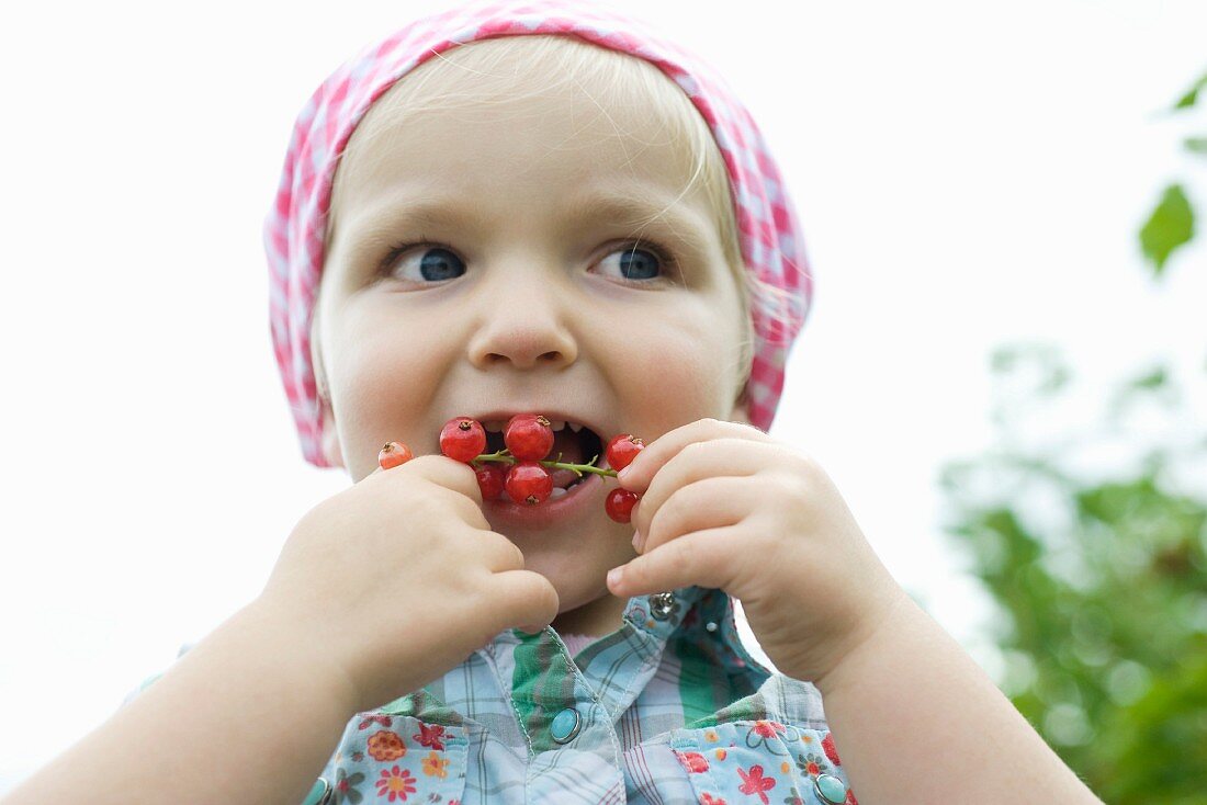 Little girl stuffing red currants in mouth