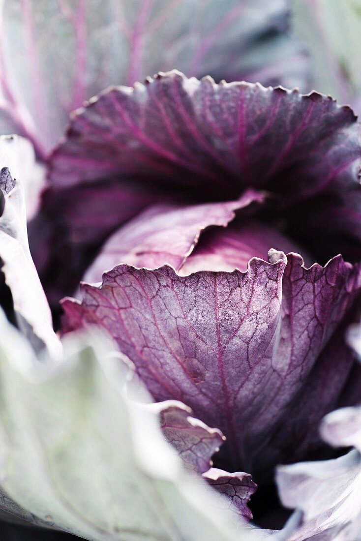 Rotkohl (Close Up)