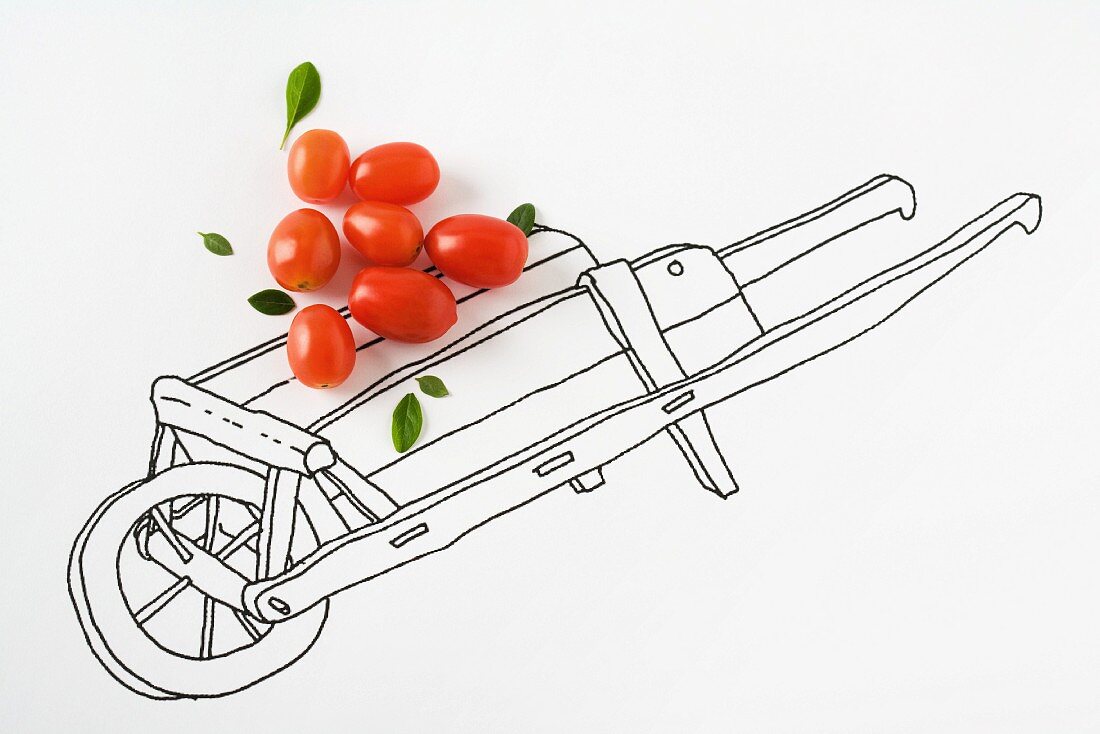 Real cherry tomatoes on drawing of wheelbarrow