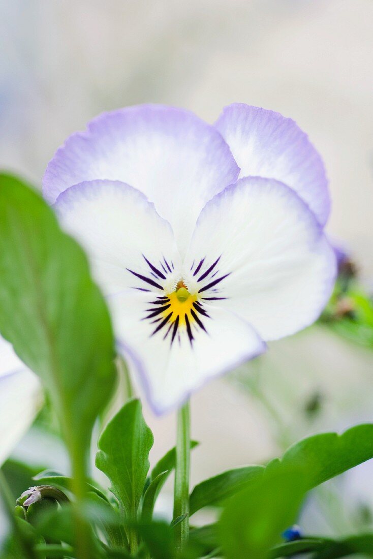 Pansy