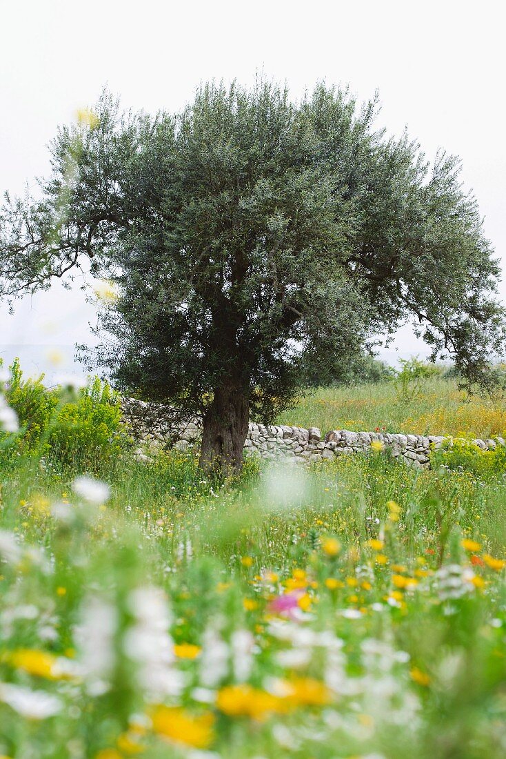 Olive tree in flowery meadow