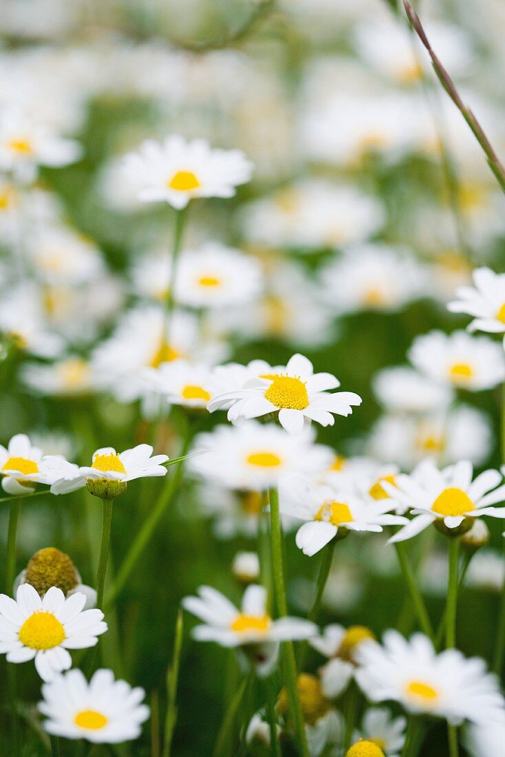 Daisies growing, close-up