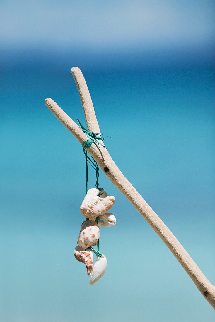 Seashells tied to stick, close-up