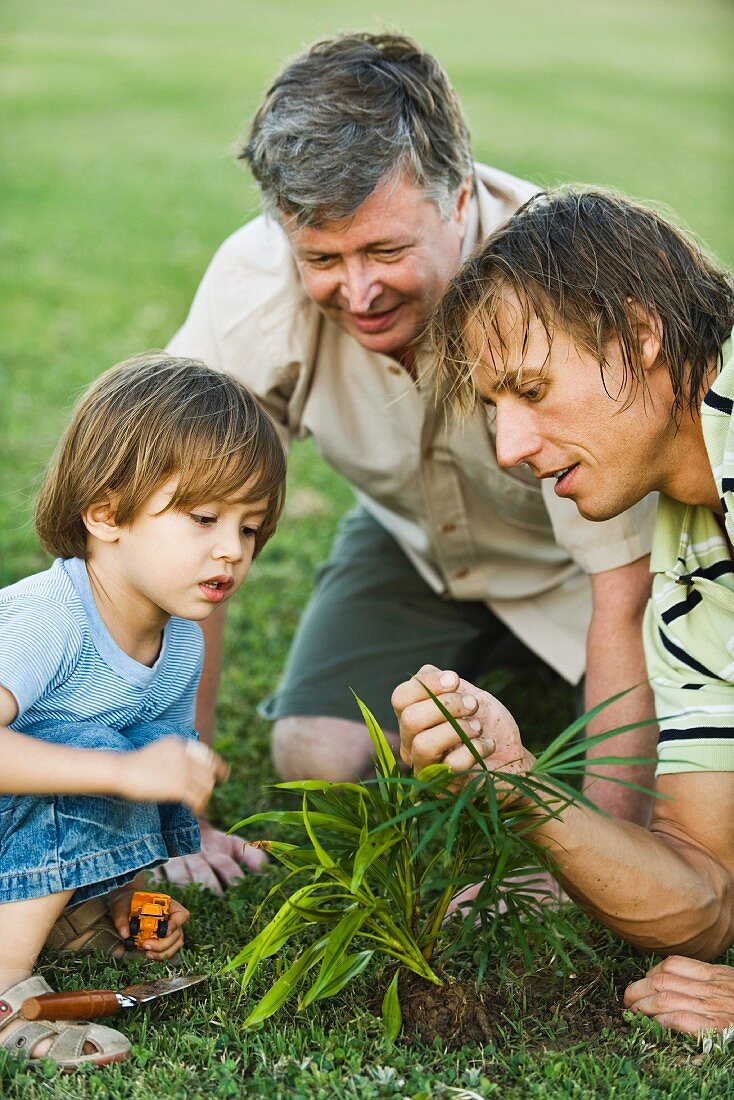 Little boy gardening with father and grandfather