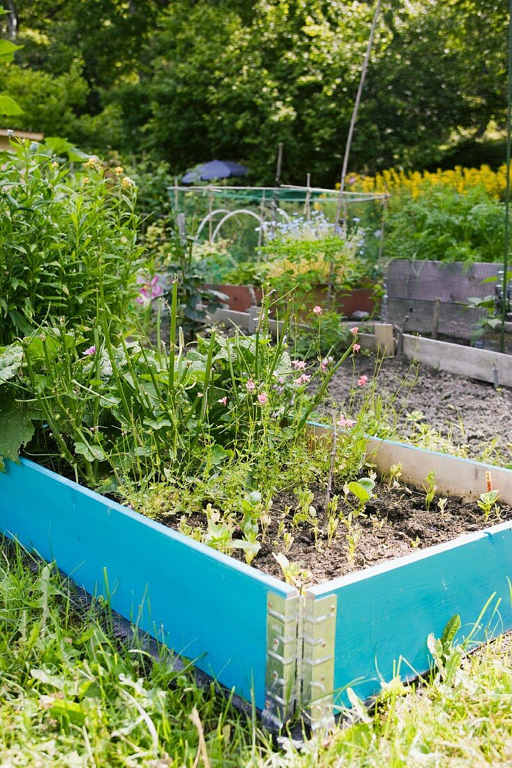 Hochbeet mit farbigem Holzrahmen im Garten