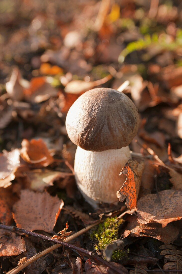A porcini mushroom in a forest