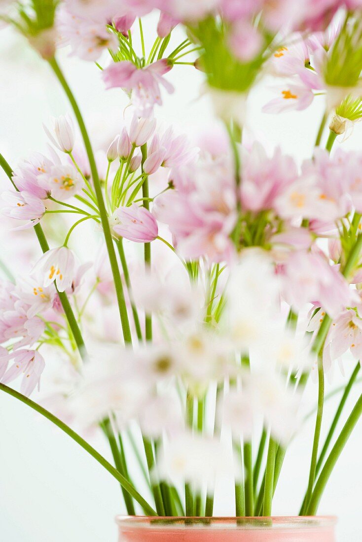 Flowering society garlic