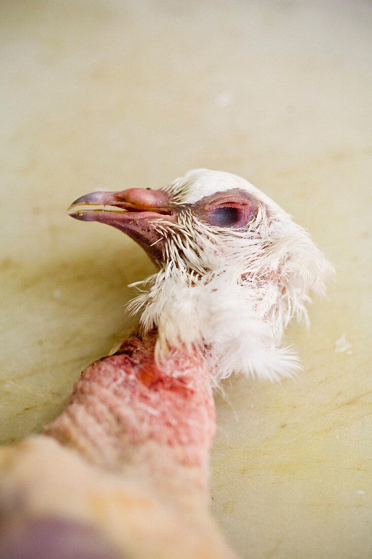 The head and neck of a partially plucked chicken