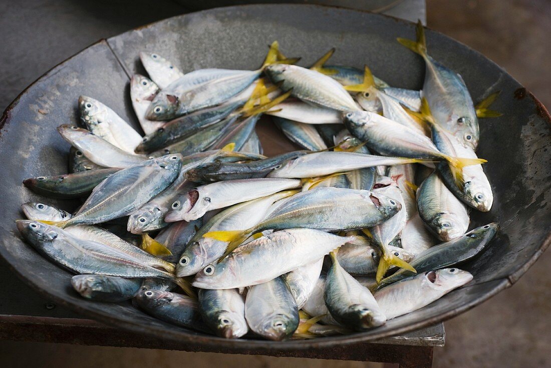 A bowl of yellowtail mackerel