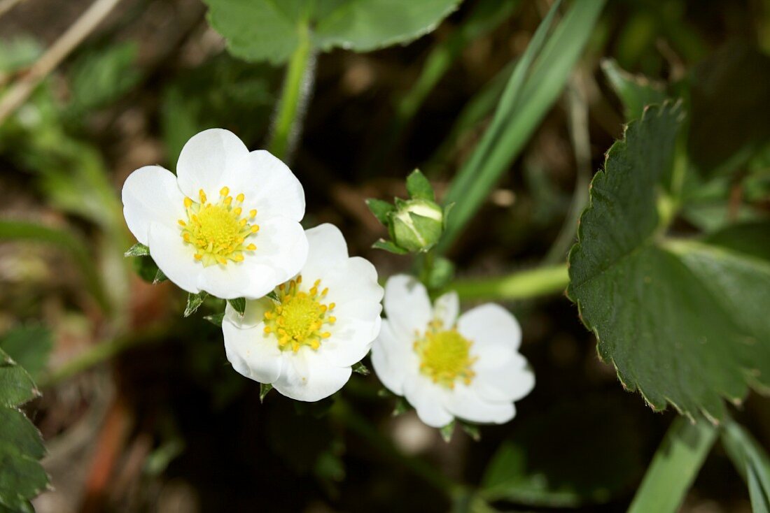 Blühende Walderdbeeren