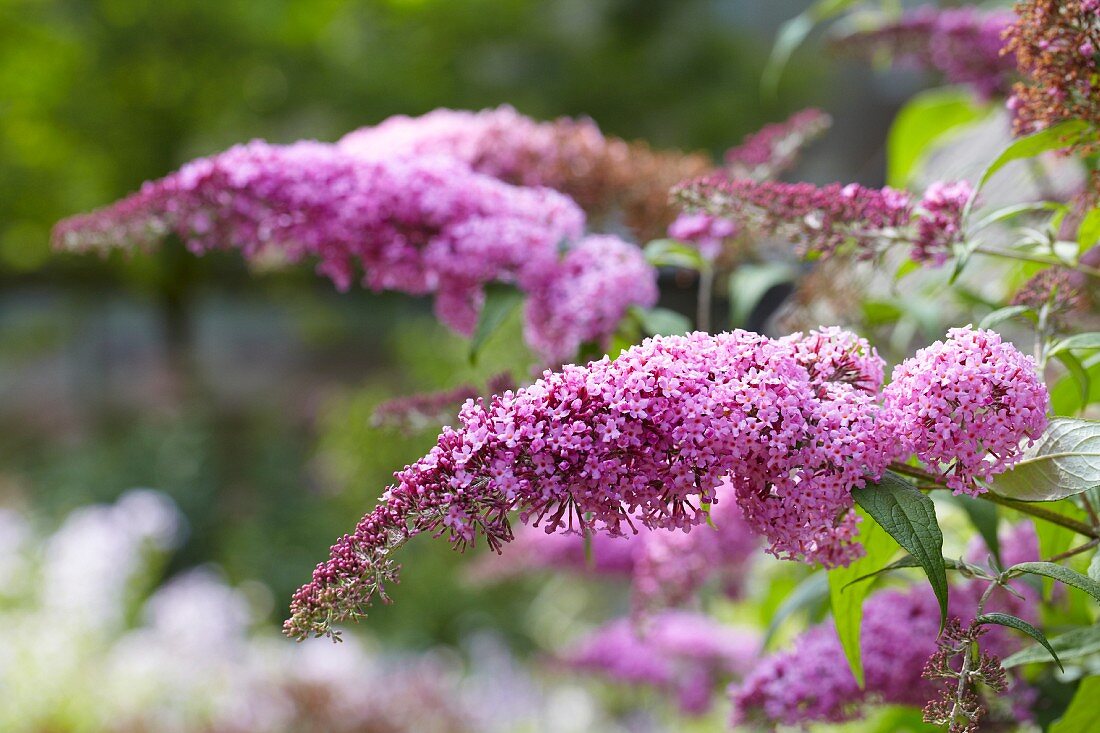 Flowering Buddleja (Buddleja davidii)