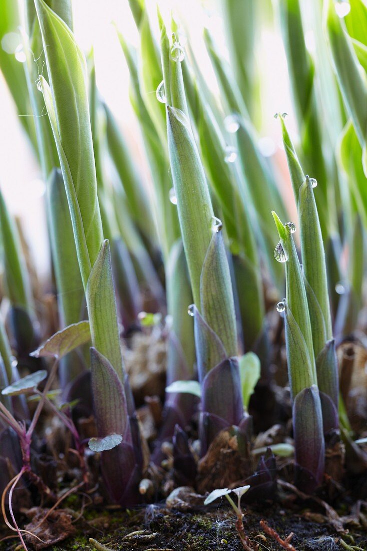 Hosta shoots