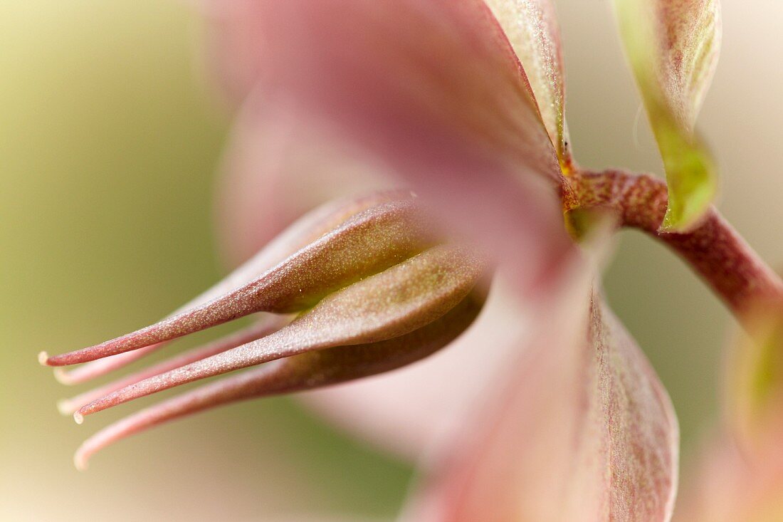 Hellebore flower