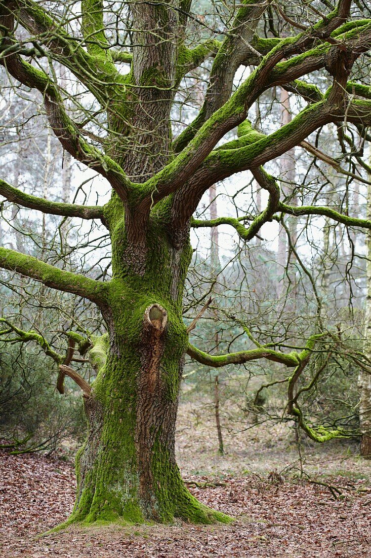 Gnarled, mossy oak (Quercus) in woods