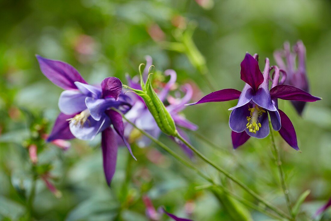 Violette Akeleiblüten (Aquilegia)