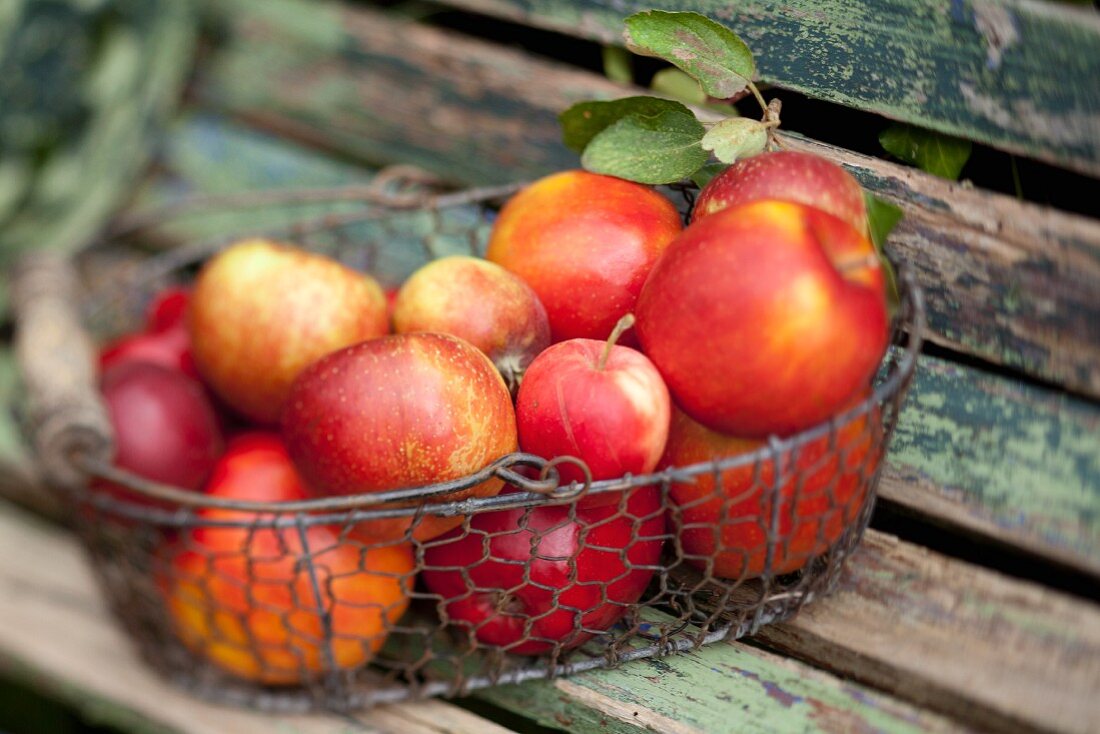 Frische Äpfel im Drahtkorb auf Holzbank