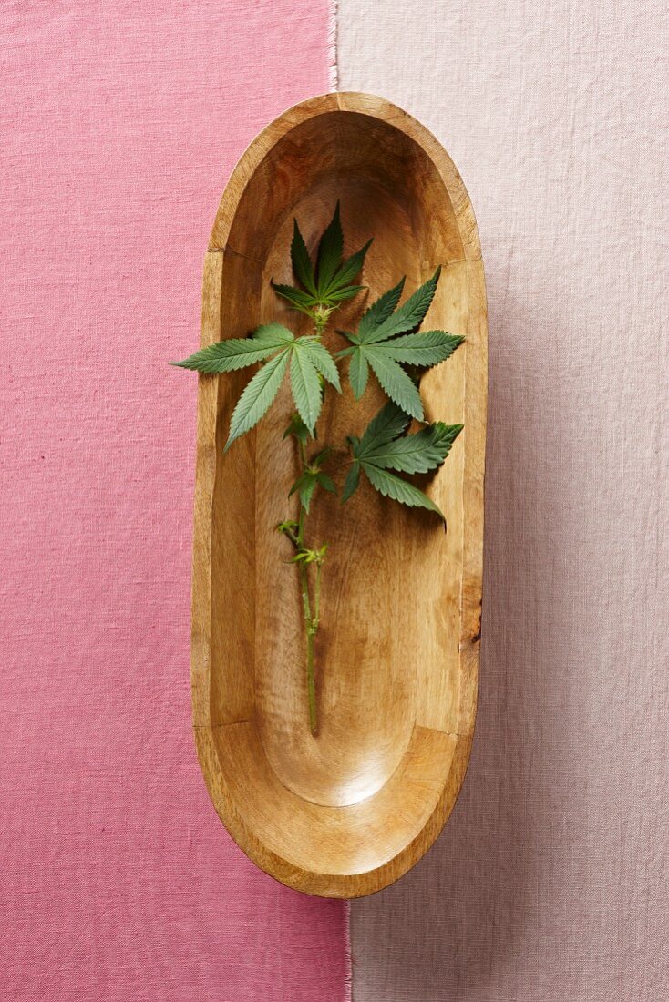 Frische Marihuanablätter in Holzschale