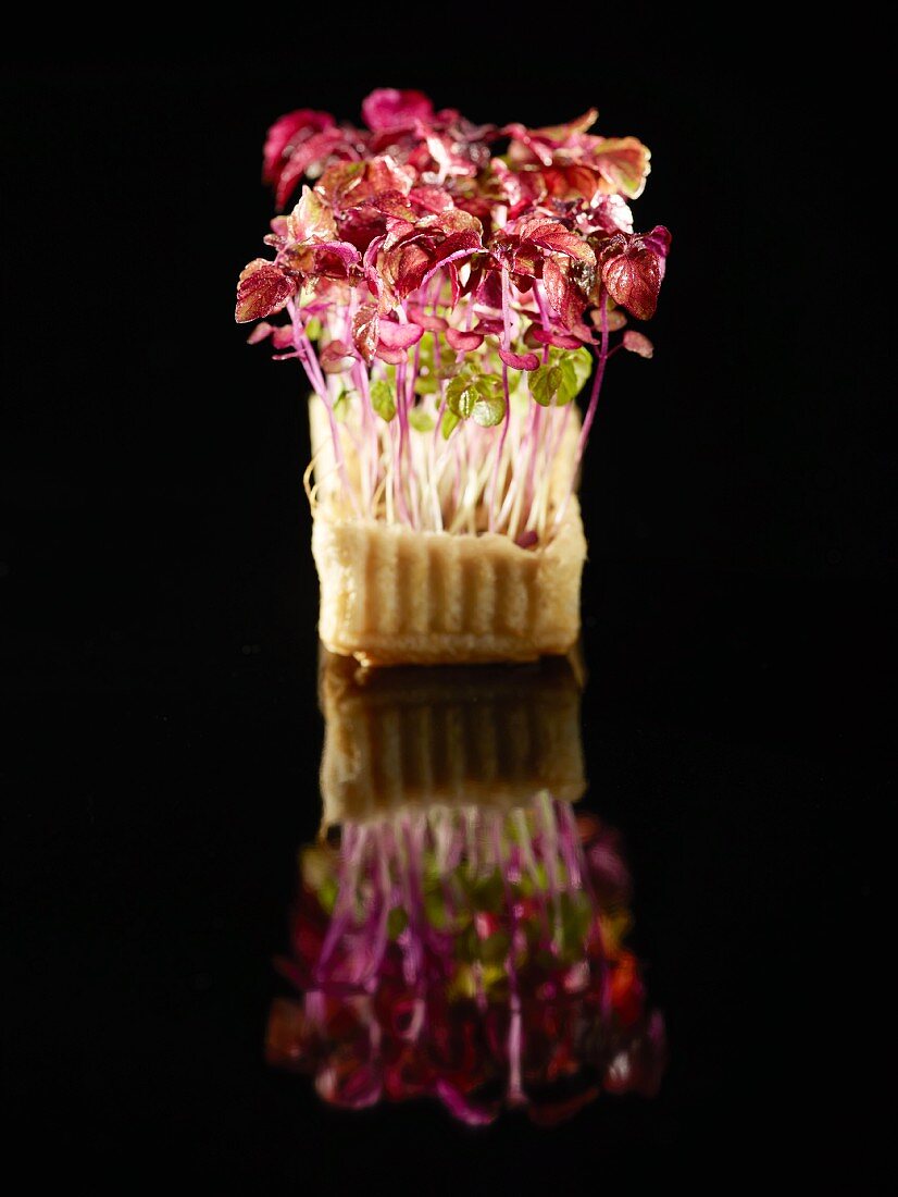 Red daikon cress