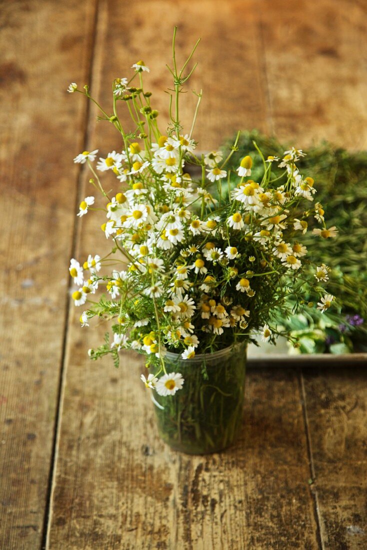 Fresh Picked Organic Chamomile in a Jar on a Table