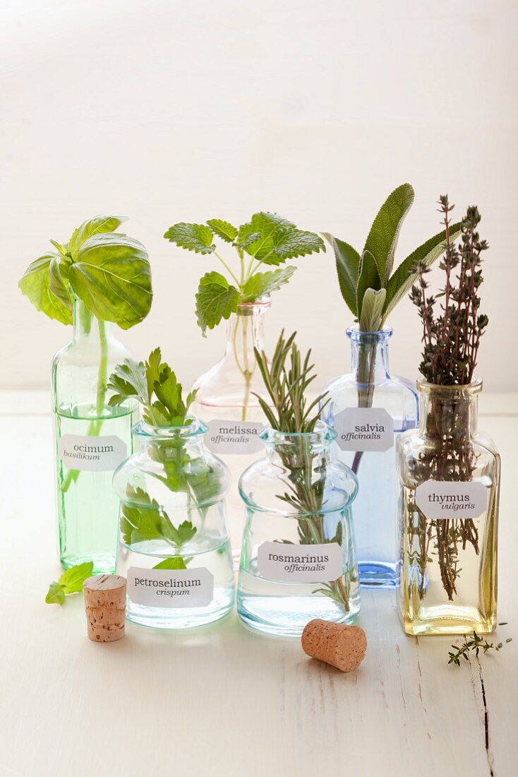 Various herbs in apothecary bottles