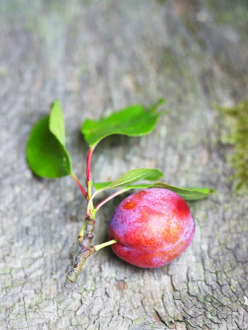 A plum with a sprig and leaves
