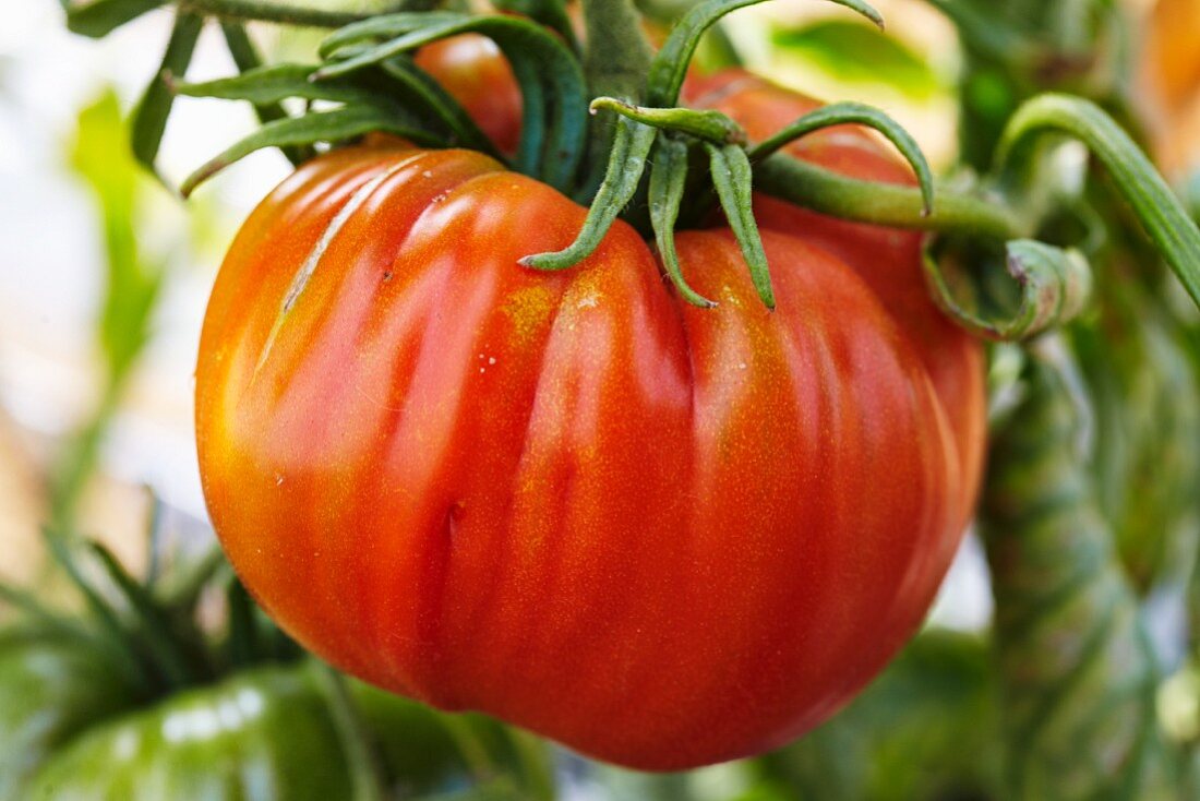 Beefsteak tomato on the plant