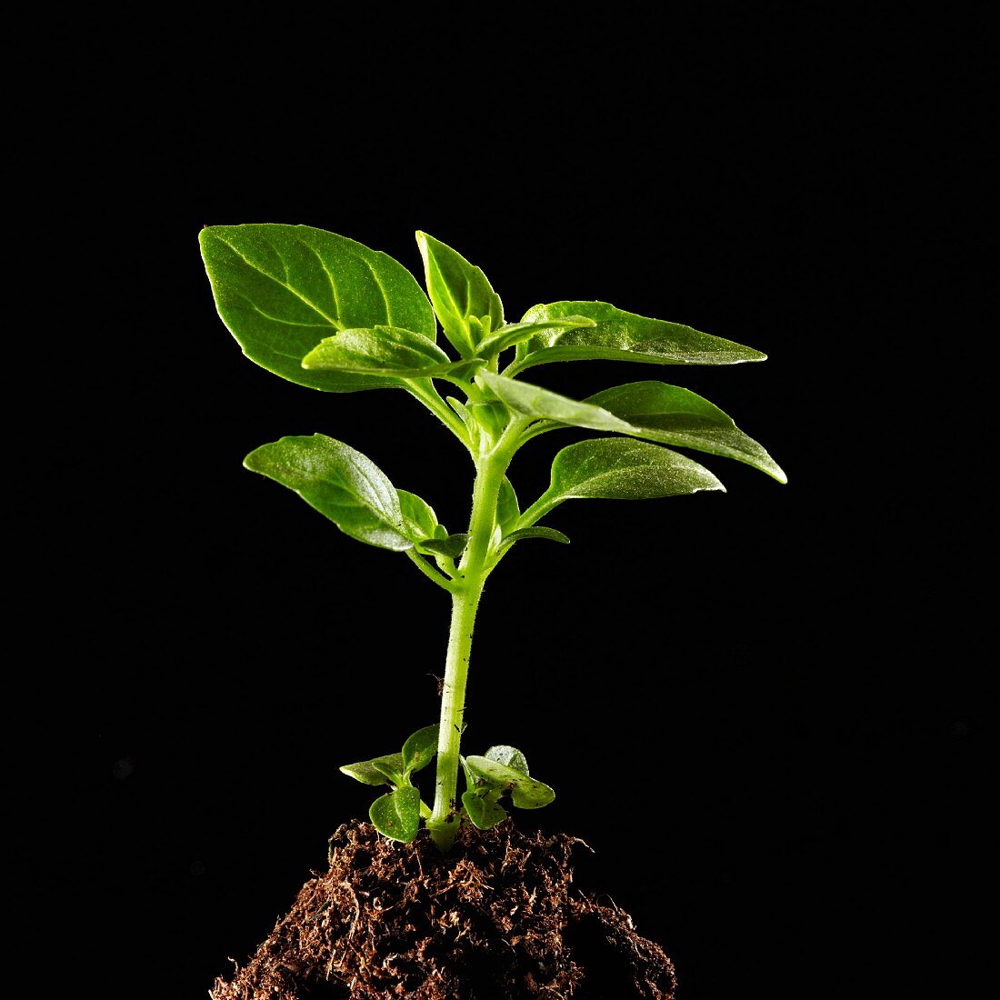 A basil plant growing out of a pile of soil