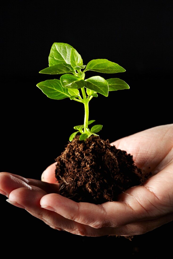 A hand holding a basil plants in a pile of soil
