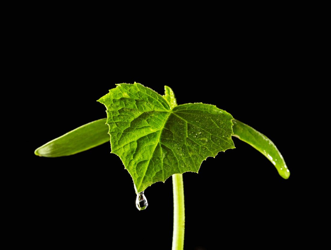 Gurkenpflanze mit Wassertropfen