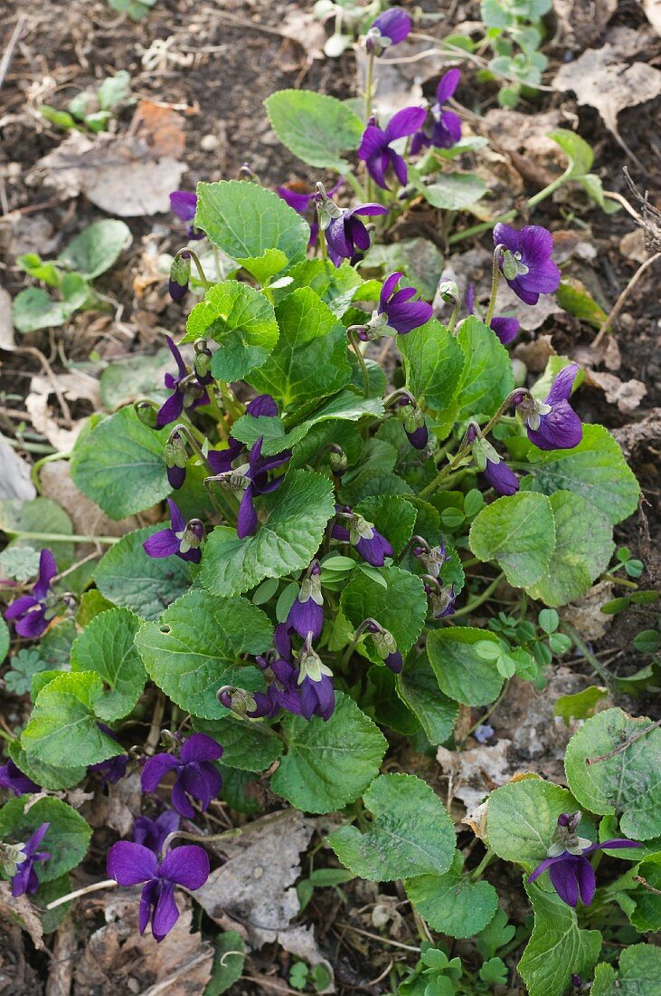 Wood violet (viola odorata)