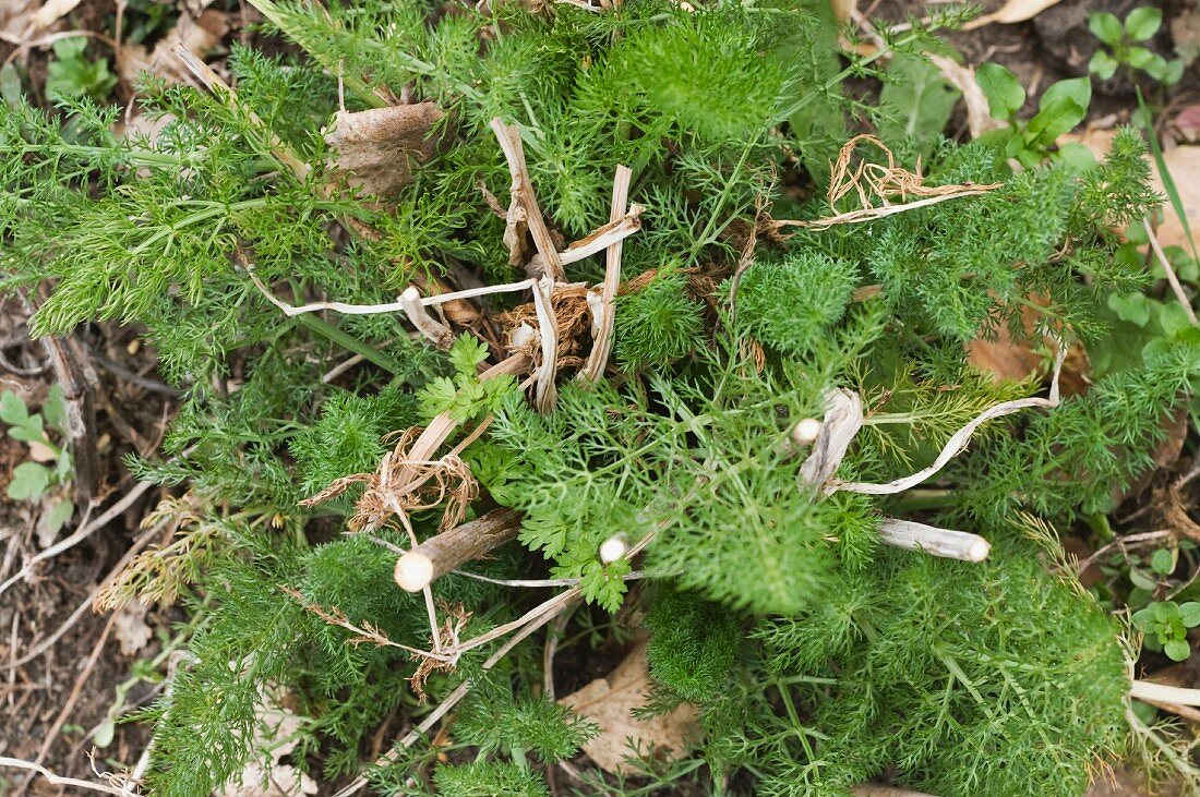 Fennel herb