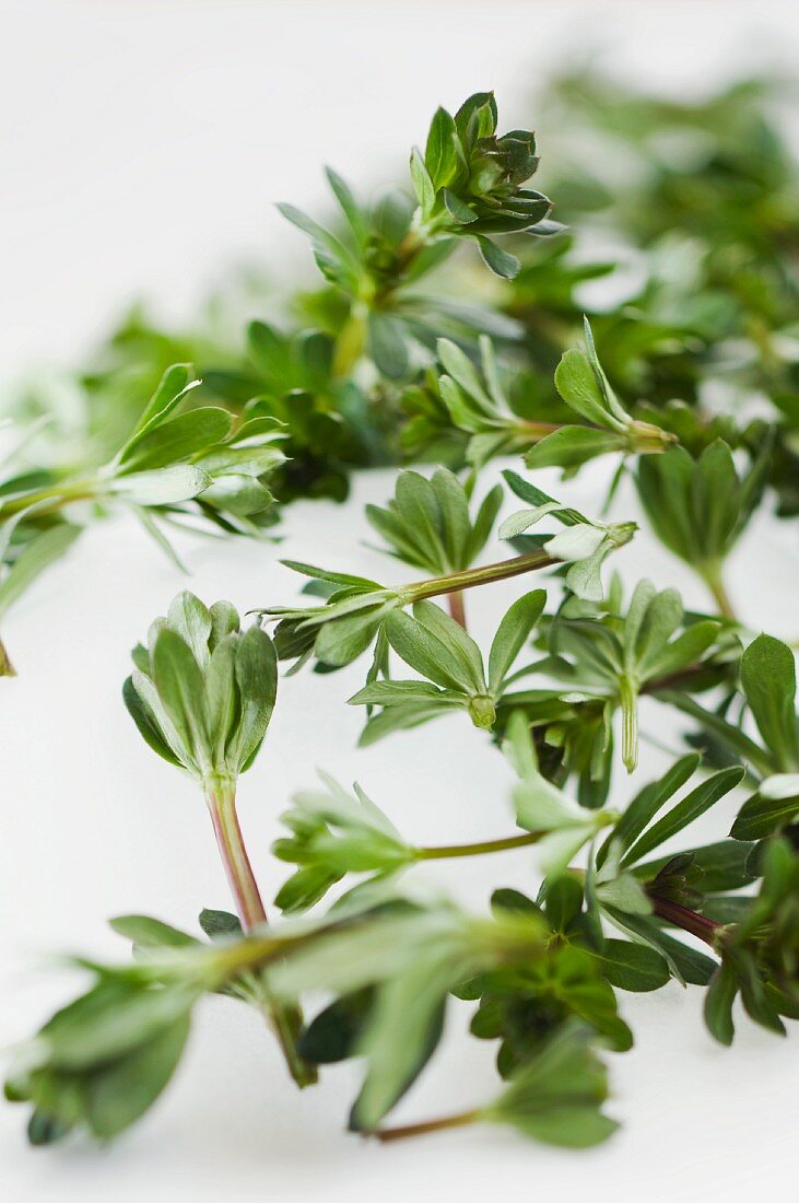 Wiesen-Labkraut (Galium mollugo)