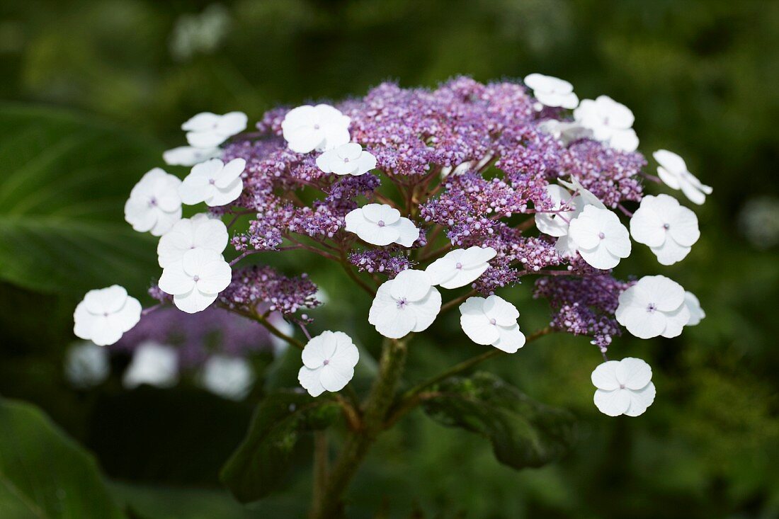 Blühende Hortensie (Hydrangea aspera)