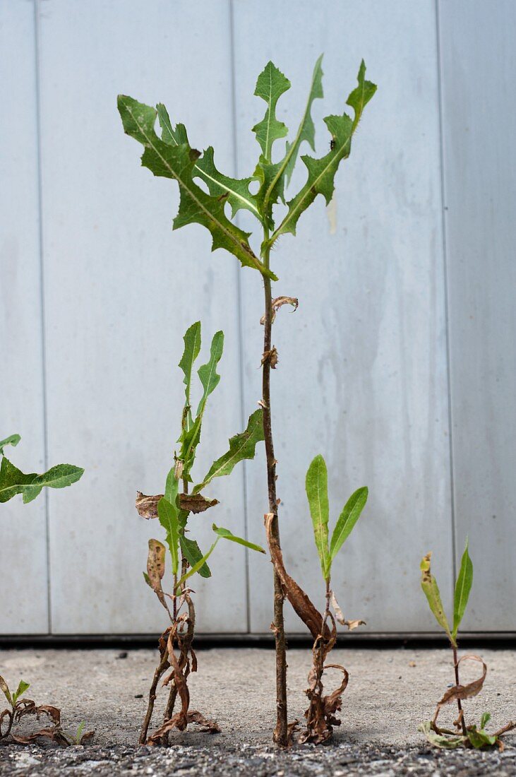 Prickly lettuce (lactuca serriola) growing from barren ground