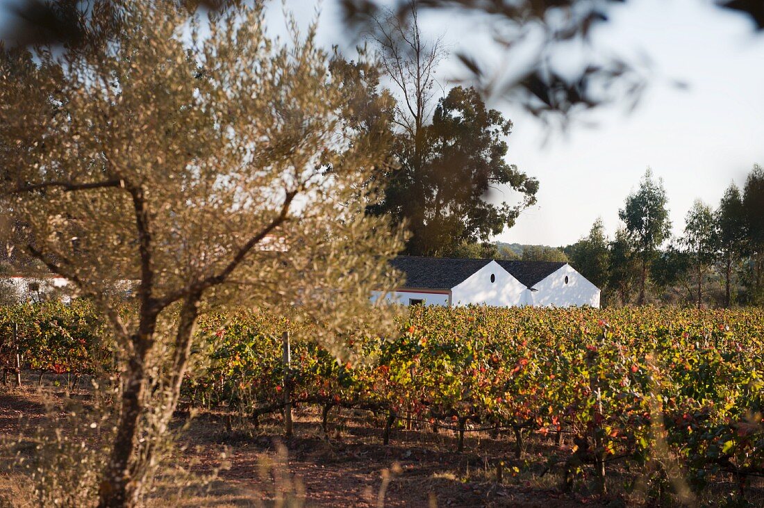 Kellerei Herdade do Mouchao, Weingut und Reben (Portugal)