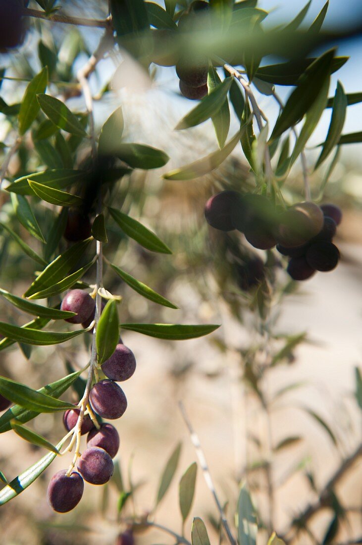 A sprig of ripe olives (Portugal)