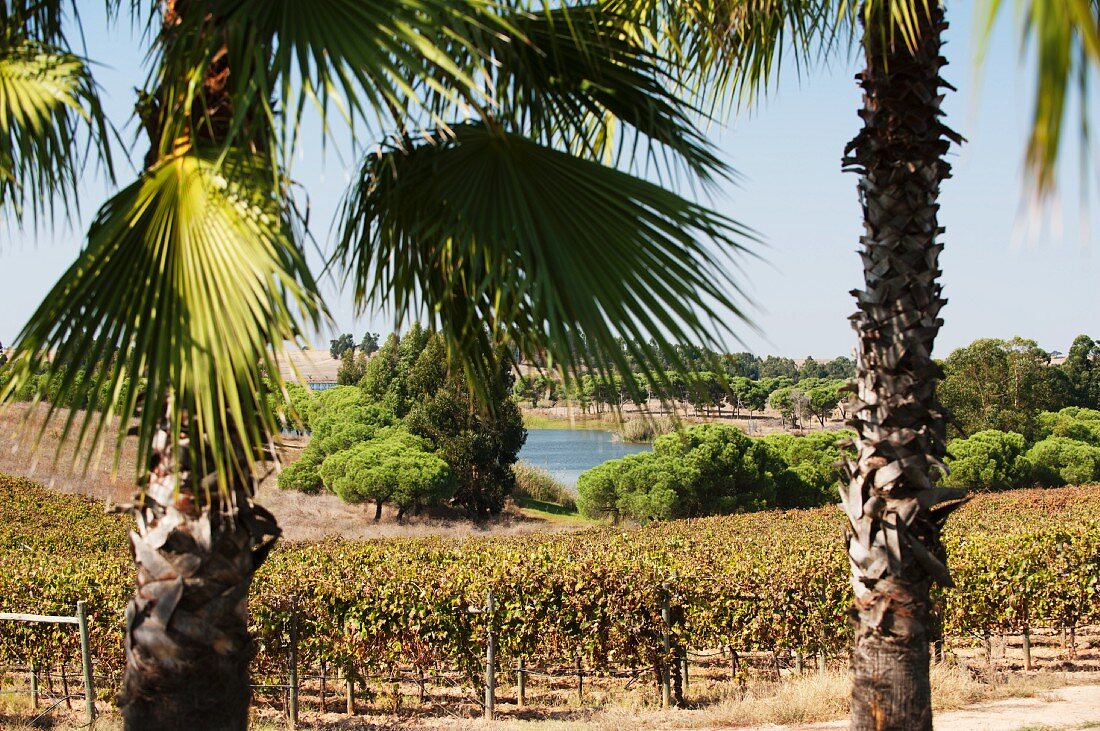 Palm trees, vines, a lake, holiday landscape at the Herdade dos Grous winery (Portugal)