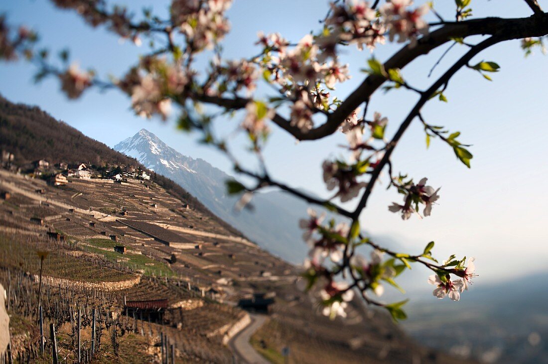 A vineyard in Martigny, Lower Valais (Switzerland)