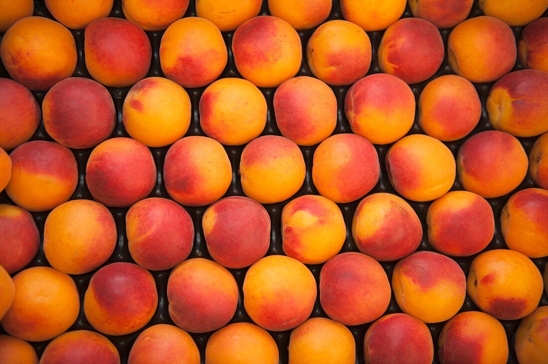 Bergarouge apricots (a cross between Orangered and Bergeron apricots)