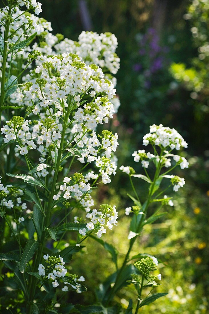 Flowering horseradish