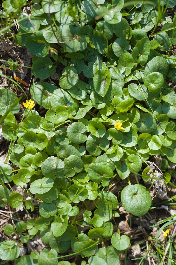 Lesser celandine (Ranunculus ficaria)