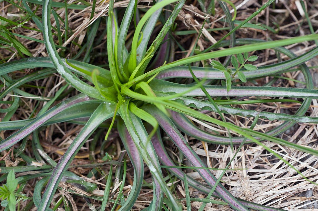 Wiesenbocksbart