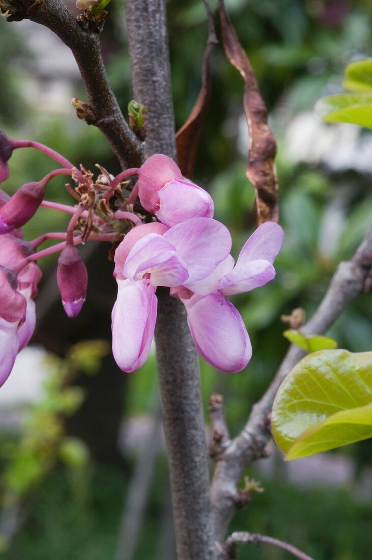 Judas tree with edible flowers