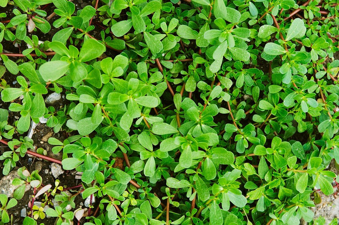 Portulaca oleracea (Gemüse-Portulak)