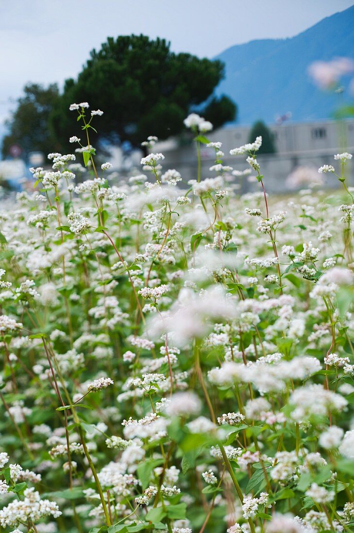 Buchweizen in Blüte, Pseudogetreide, Knöterichgewächs